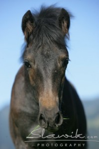 Obrazek